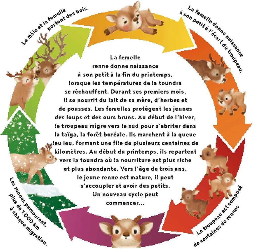 Cycles naturels - Le petit renne – Image 3